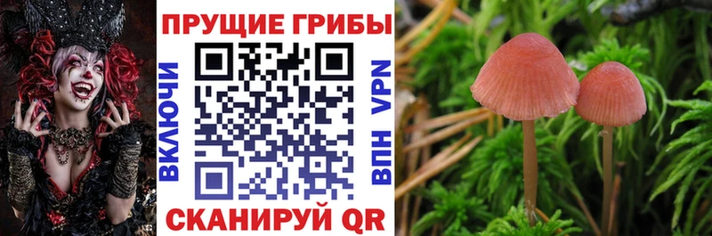 Псилоцибиновые грибы Cubensis  Болгар 